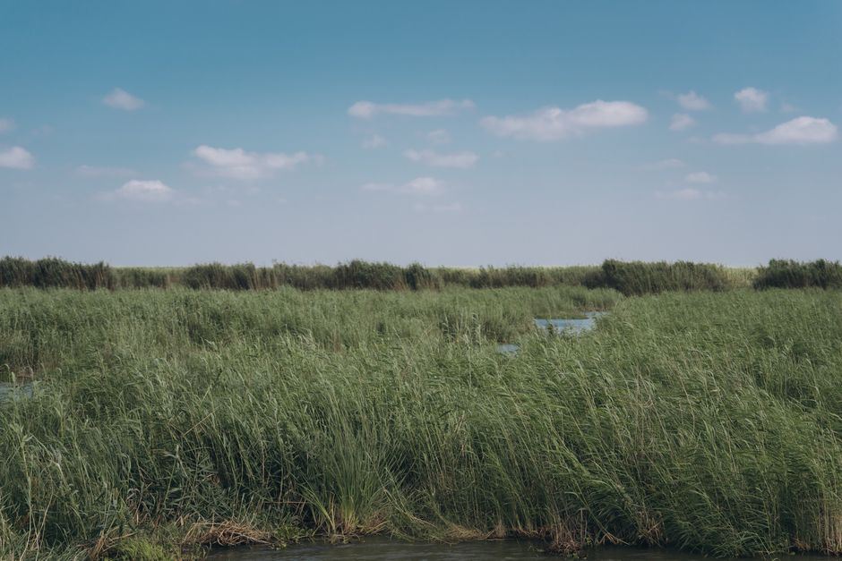 A natural wetland area with tall, green reeds and grasses growing densely along the water's edge, which appears to be a narrow stream or pond. The landscape extends into the distance with a line of th