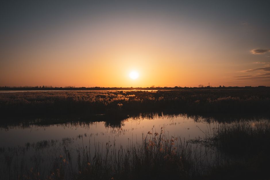 A natural wetland area with tall, green reeds and grasses growing densely along the water's edge, which appears to be a narrow stream or pond. The landscape extends into the distance with a line of th